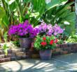 Hines Growers’ Bloomtastic! and Patio Tropics! Plants Featured in Two...